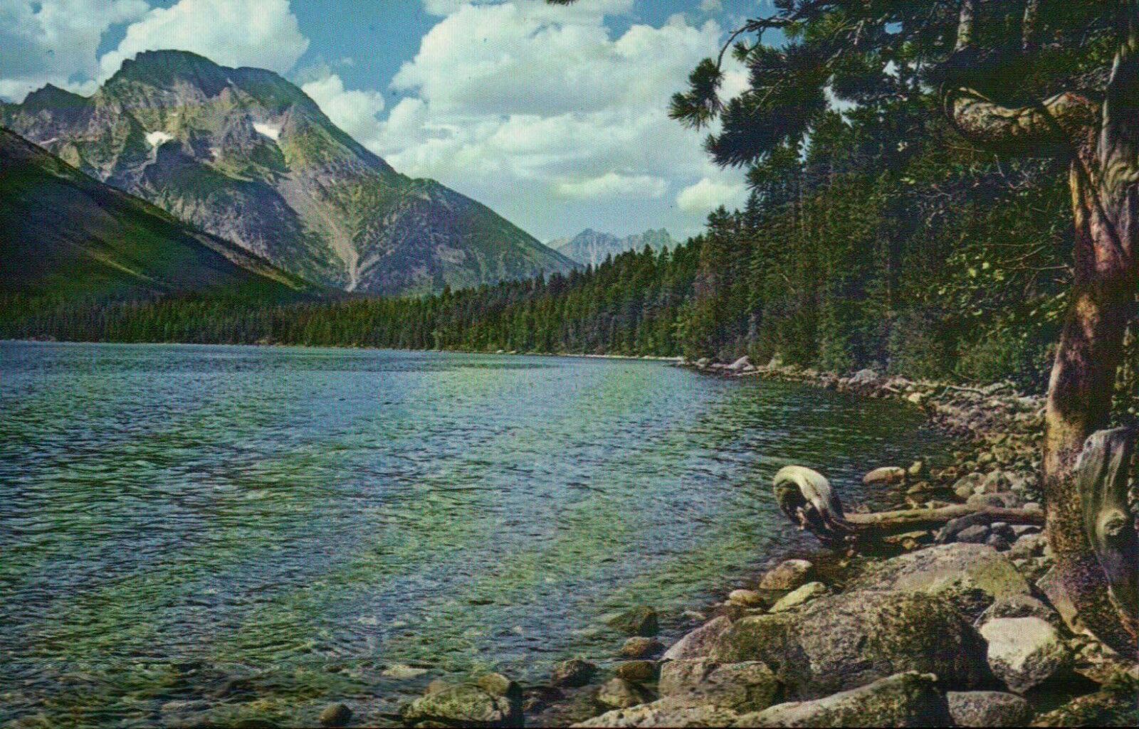 Mount Moran & Jenny Lake Grand Teton National Park Wyoming Wy, Trees -- Postcard